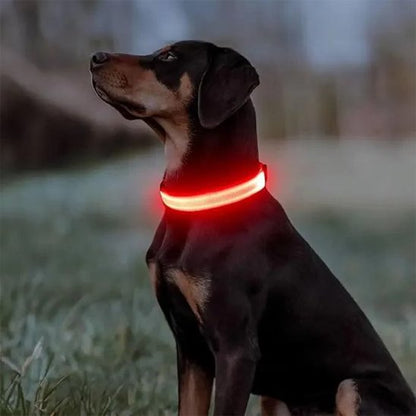 Collier lumineux pour chien | SafeNight - Mon Chien Sportif