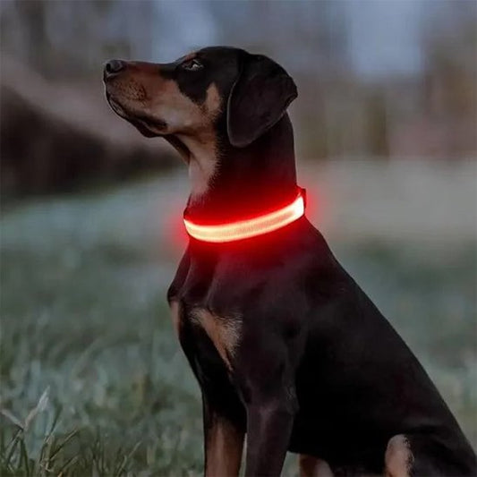 Collier lumineux pour chien | SafeNight - Mon Chien Sportif