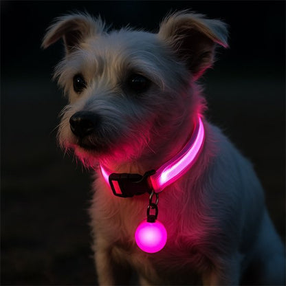 Collier lumineux pour chien | SafeNight - Mon Chien Sportif