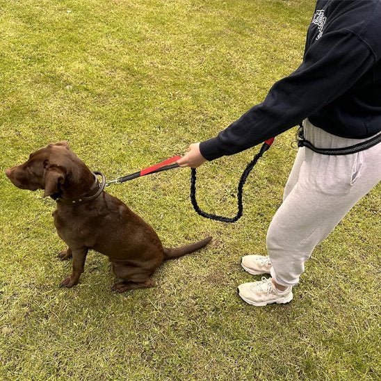 Laisse canicross | Premium Comfort - Mon Chien Sportif