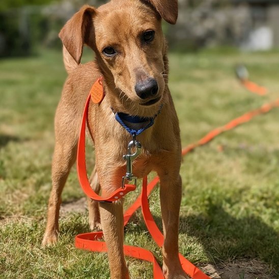 Laisse pour chien | Robusta - Mon Chien Sportif